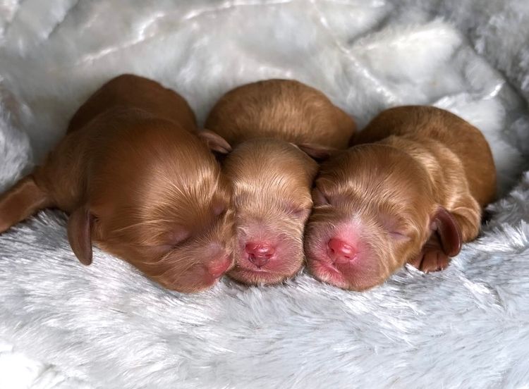 ~My Cavoodles~