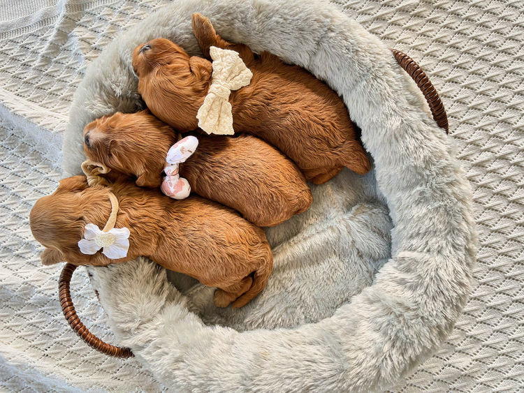 ~My Cavoodles~