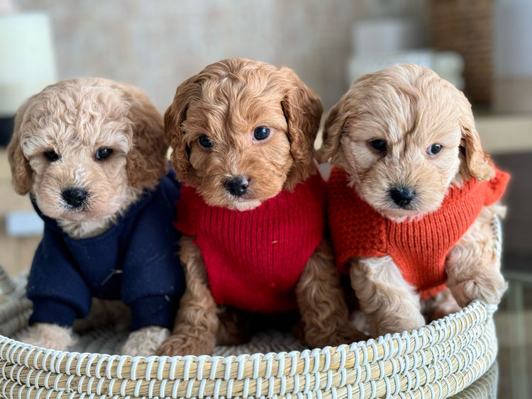 ~My Cavoodles~