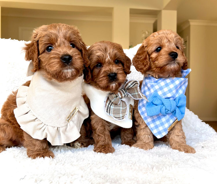 ~My Cavoodles~