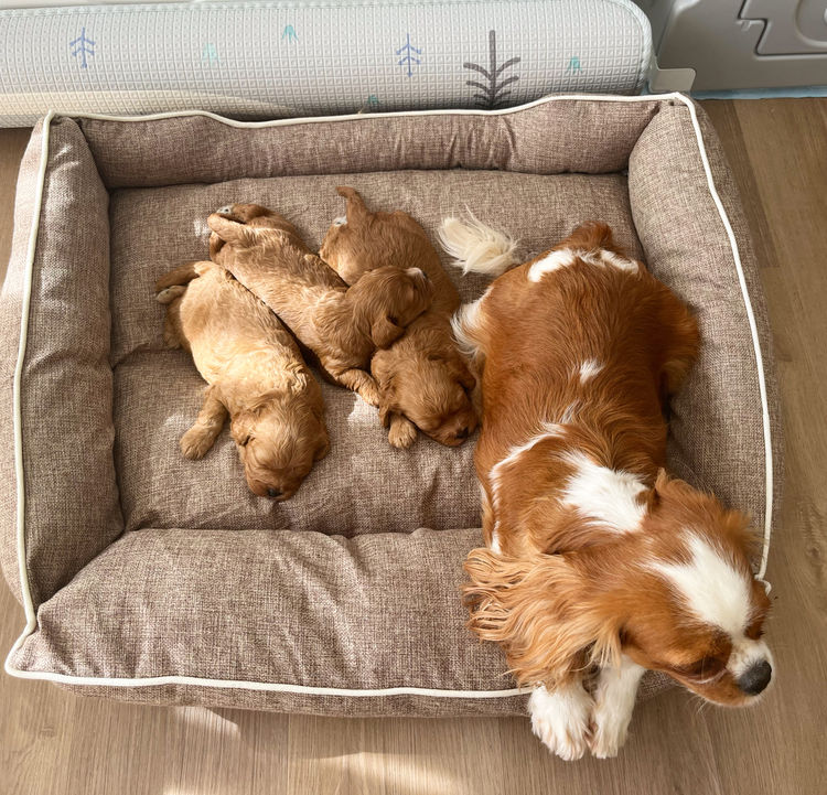 ~My Cavoodles~