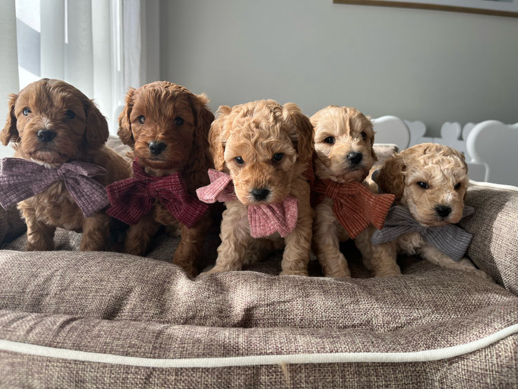 ~My Cavoodles~