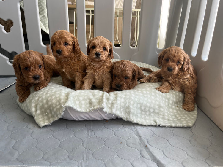 ~My Cavoodles~