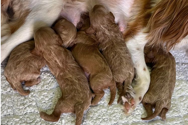 ~My Cavoodles~