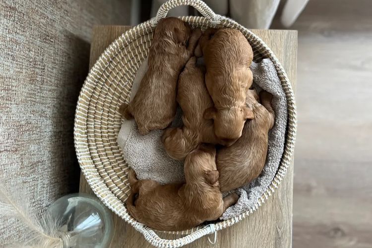 ~My Cavoodles~