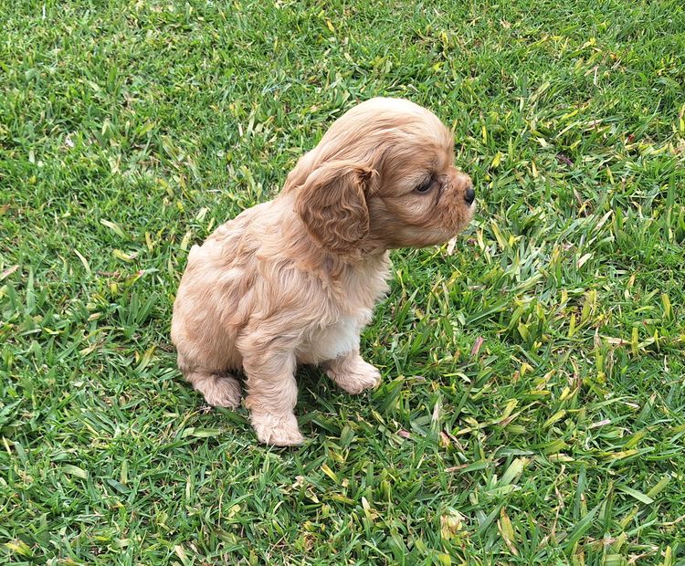 Xavina Cavoodle