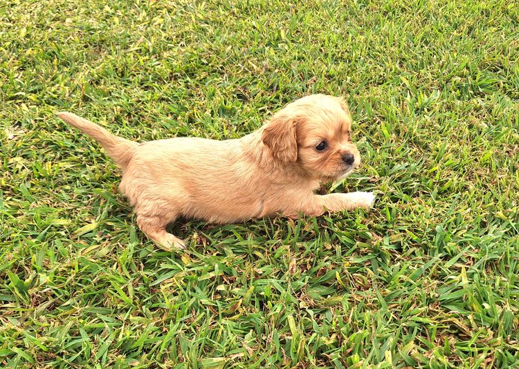 Xavina Cavoodle