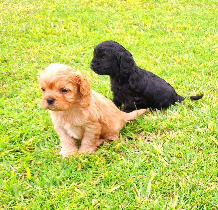 Xavina Cavoodle