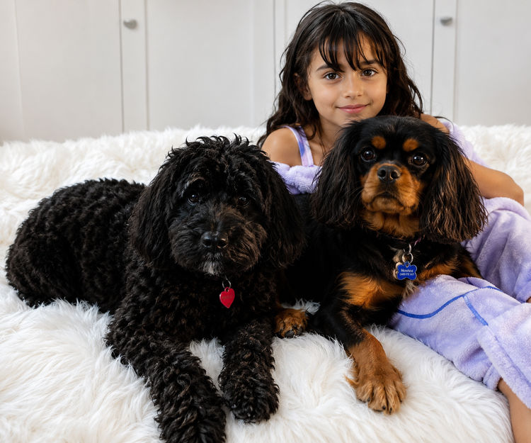 Xavina Cavoodle