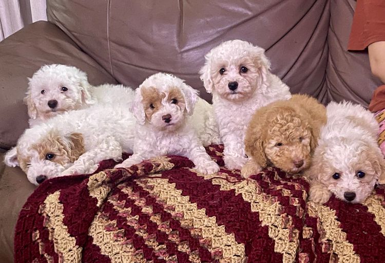 Belair Miniature Poodles