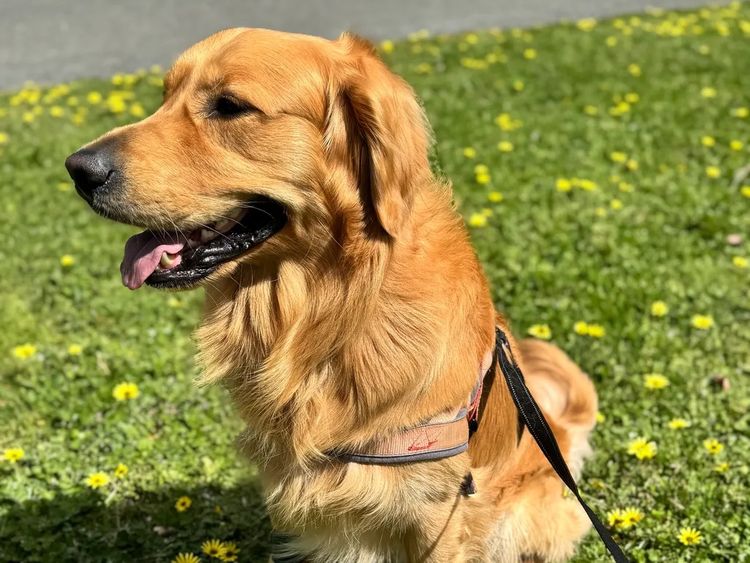 Oodles of the Apple Isle - Golden Retrievers