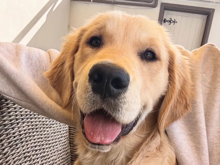 Oodles of the Apple Isle - Golden Retrievers