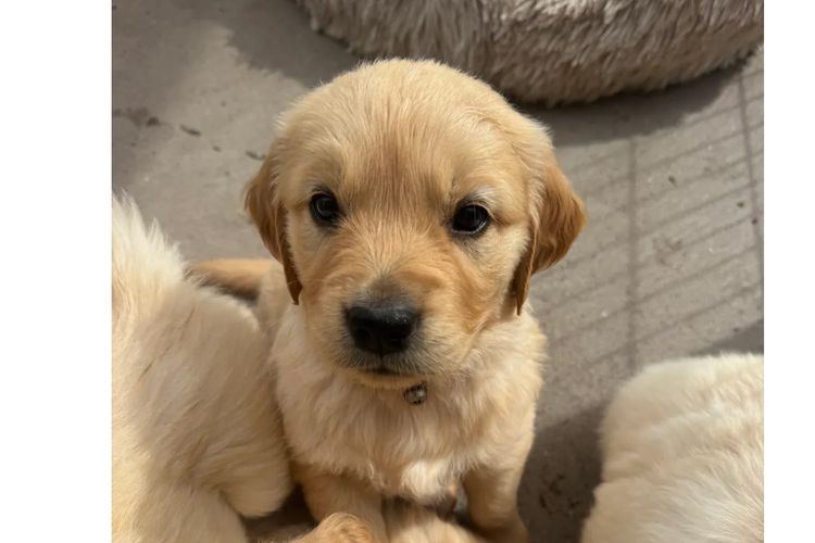 Oodles of the Apple Isle - Golden Retrievers