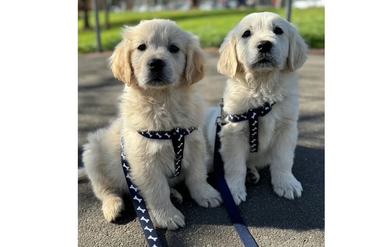 Oodles of the Apple Isle - Golden Retrievers