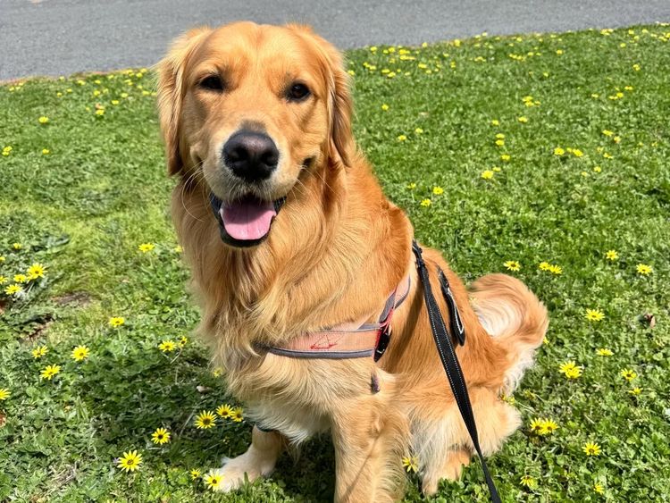 Oodles of the Apple Isle - Golden Retrievers