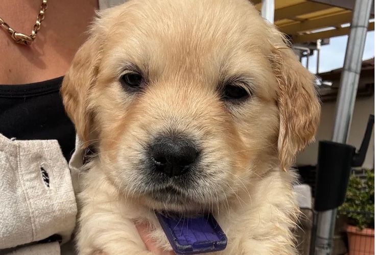 Oodles of the Apple Isle - Golden Retrievers