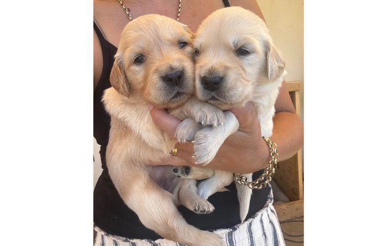 Oodles of the Apple Isle - Golden Retrievers