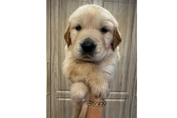 Oodles of the Apple Isle - Golden Retrievers