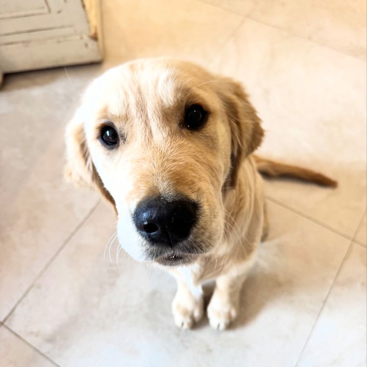 Oodles of the Apple Isle - Golden Retrievers