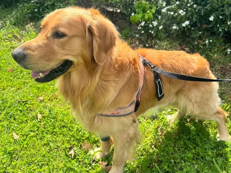 Oodles of the Apple Isle - Golden Retrievers
