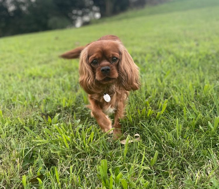 Fur Kings Cavalier King Charles Spaniels