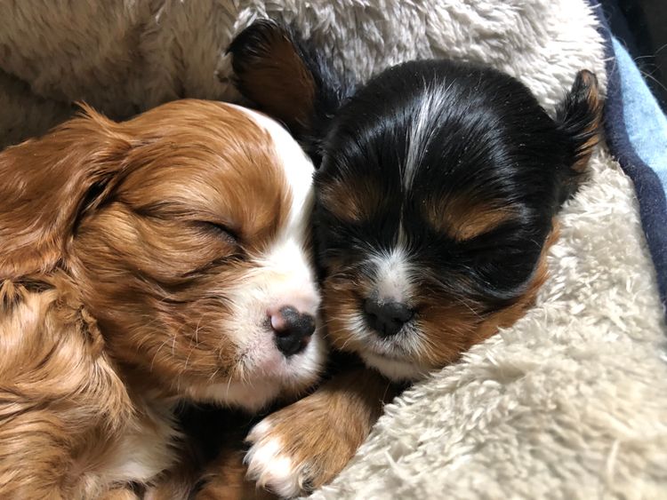 Fur Kings Cavalier King Charles Spaniels