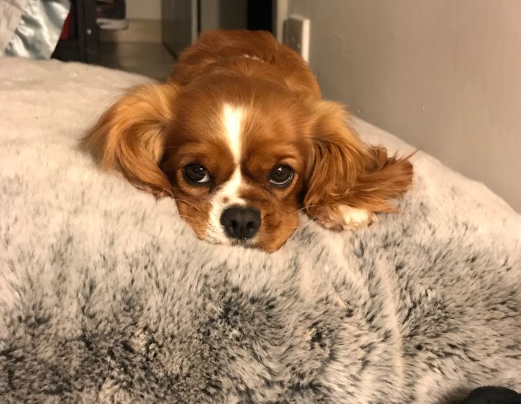 Fur Kings Cavalier King Charles Spaniels