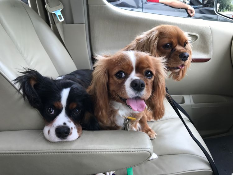 Fur Kings Cavalier King Charles Spaniels