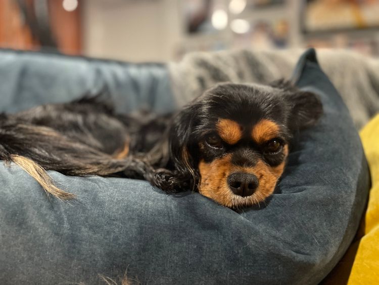 Fur Kings Cavalier King Charles Spaniels