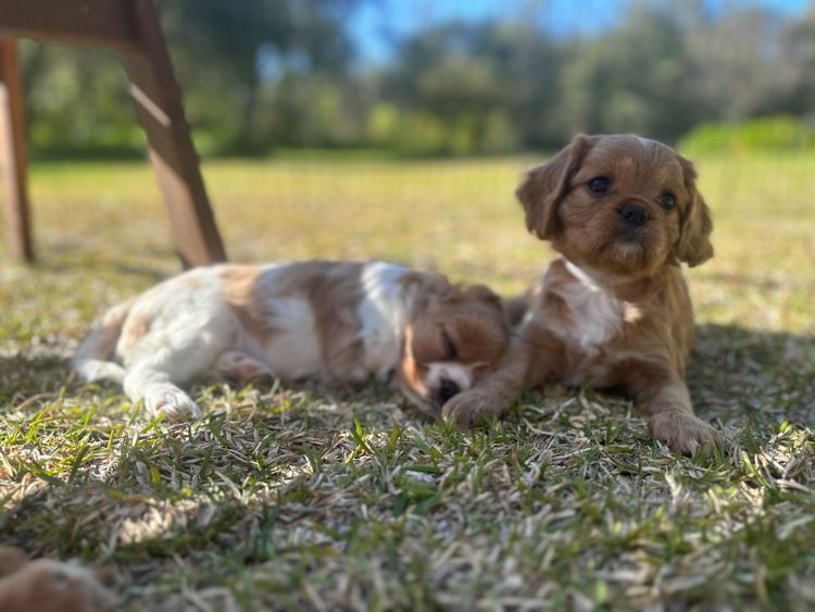 Fur Kings Cavalier King Charles Spaniels