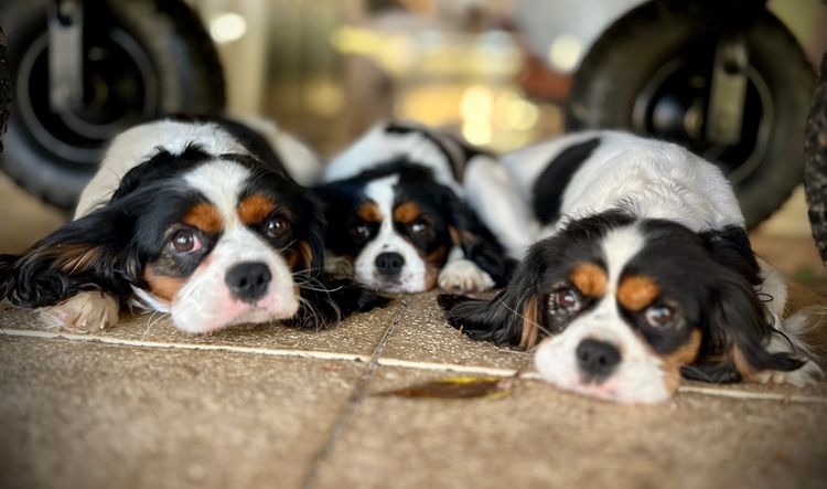 Fur Kings Cavalier King Charles Spaniels