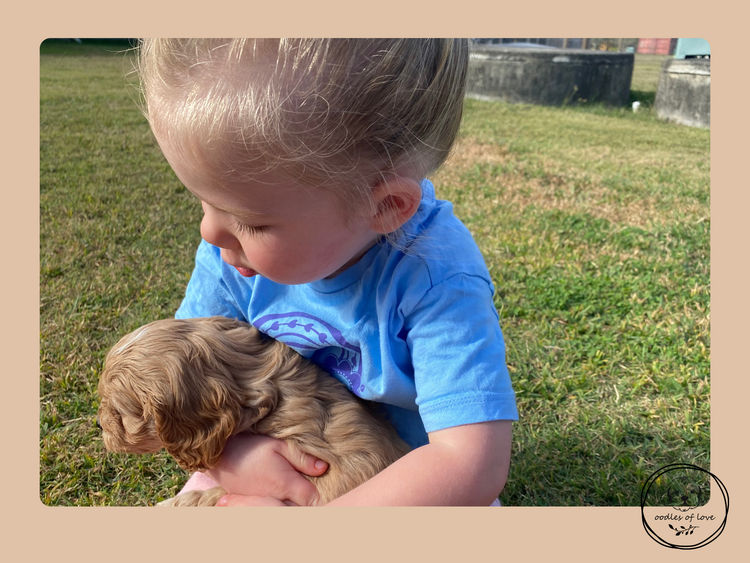 Oodles of Love - Cavoodles