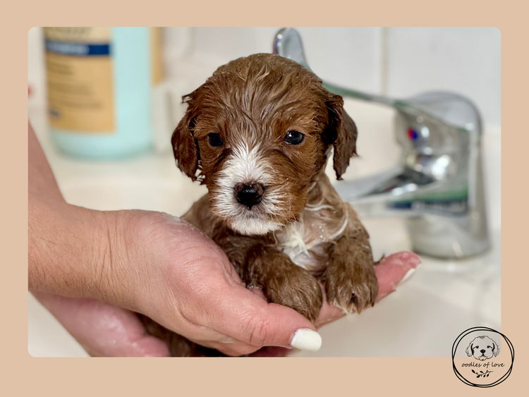Oodles of Love - Cavoodles