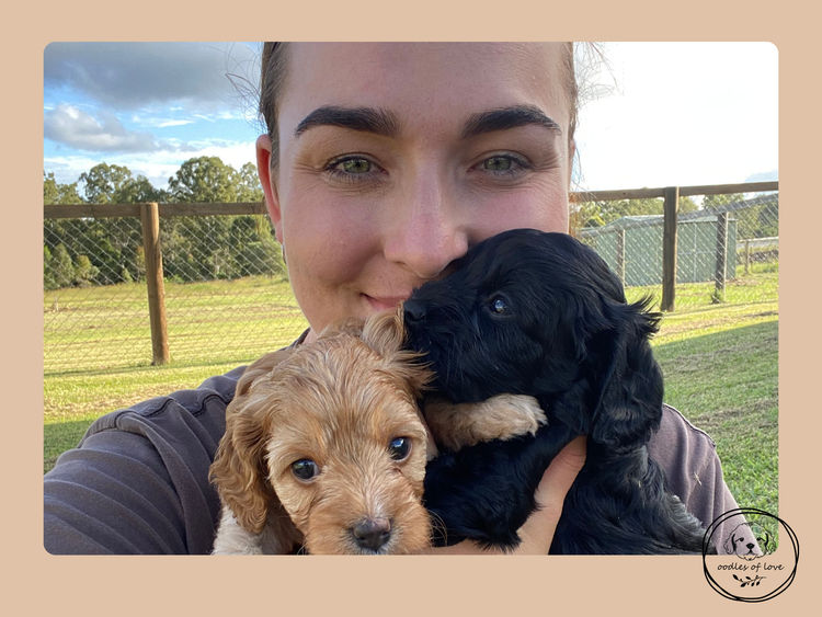 Oodles of Love - Cavoodles