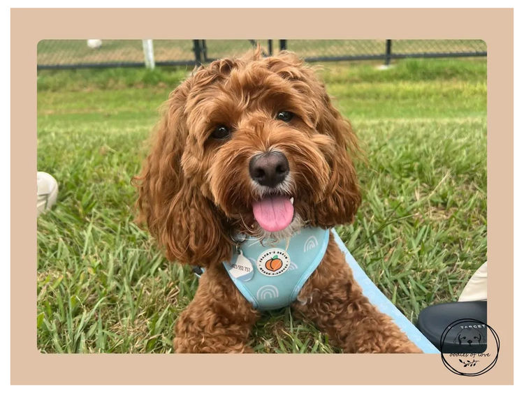 Oodles of Love - Cavoodles