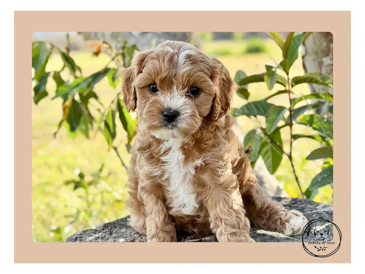 Oodles of Love - Cavoodles