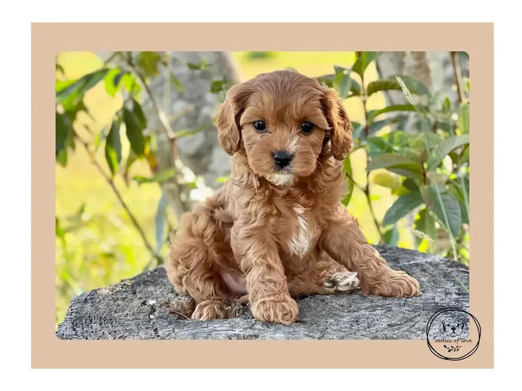 Oodles of Love - Cavoodles