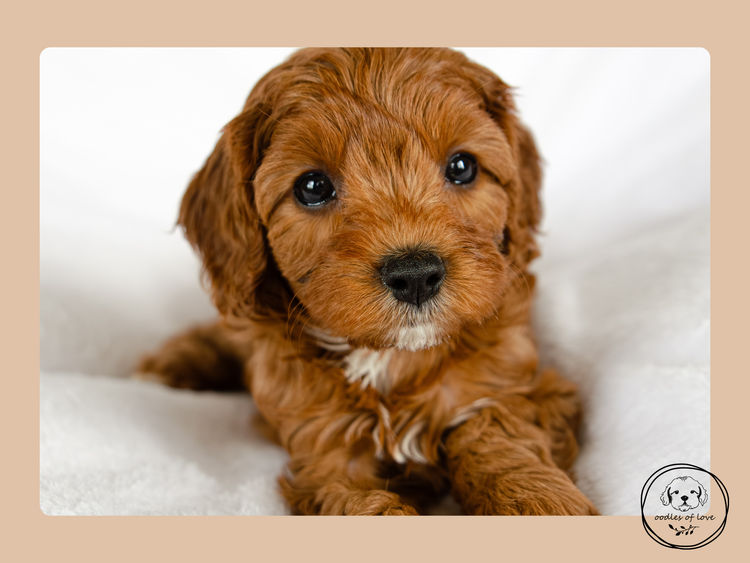 Oodles of Love - Cavoodles
