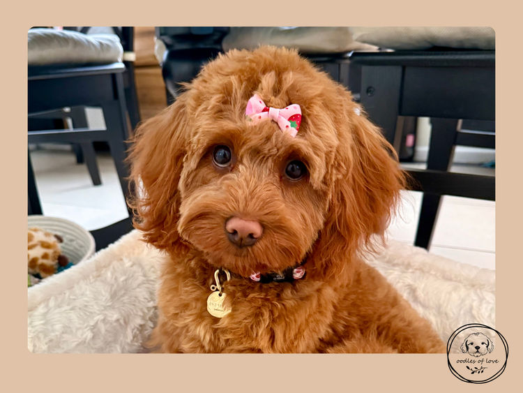 Oodles of Love - Cavoodles