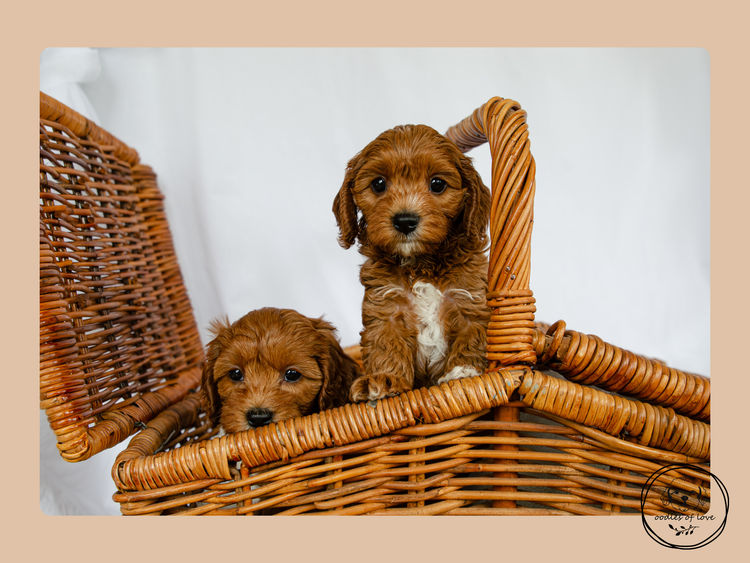 Oodles of Love - Cavoodles