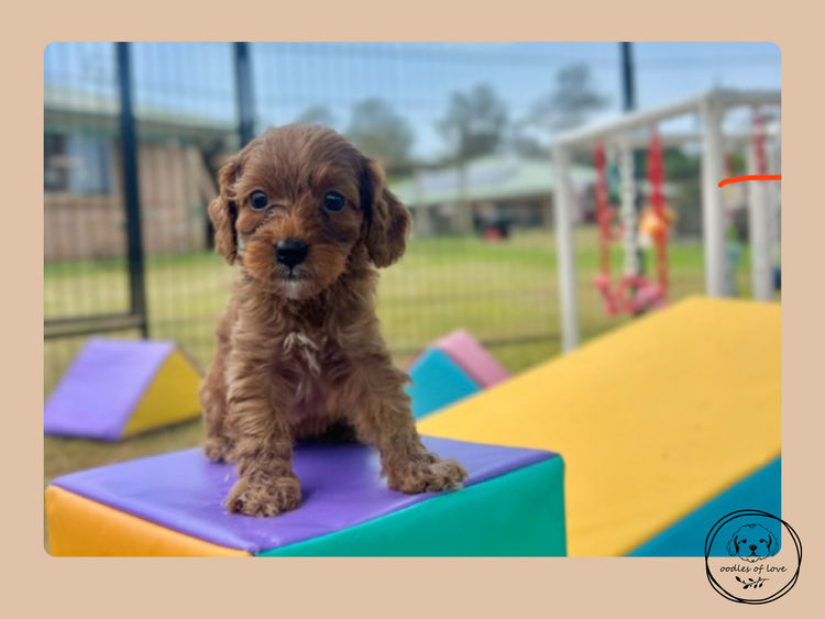 Oodles of Love - Cavoodles