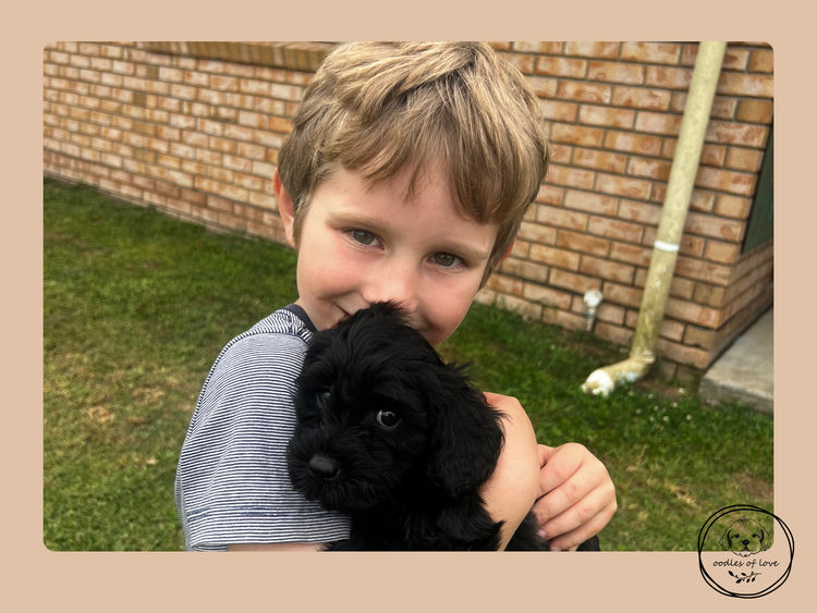 Oodles of Love - Cavoodles