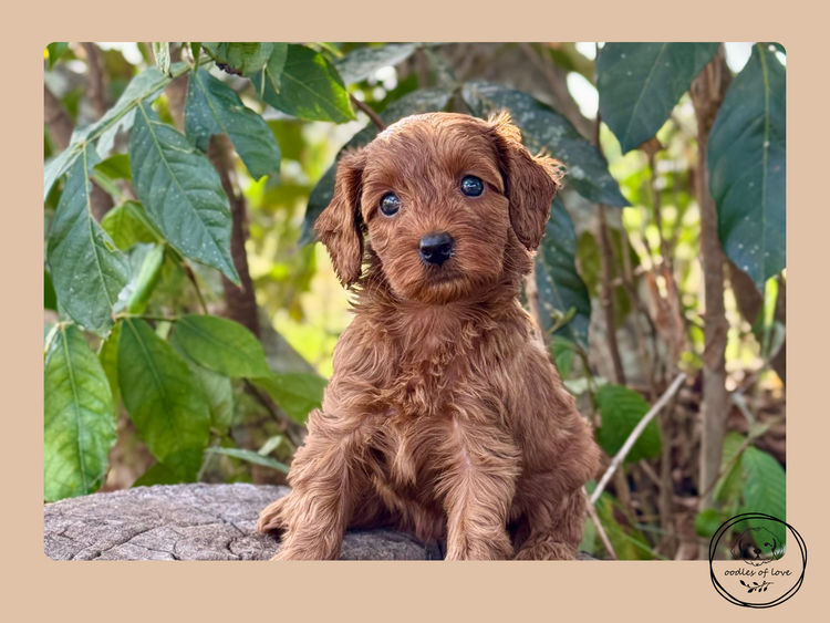 Oodles of Love - Cavoodles