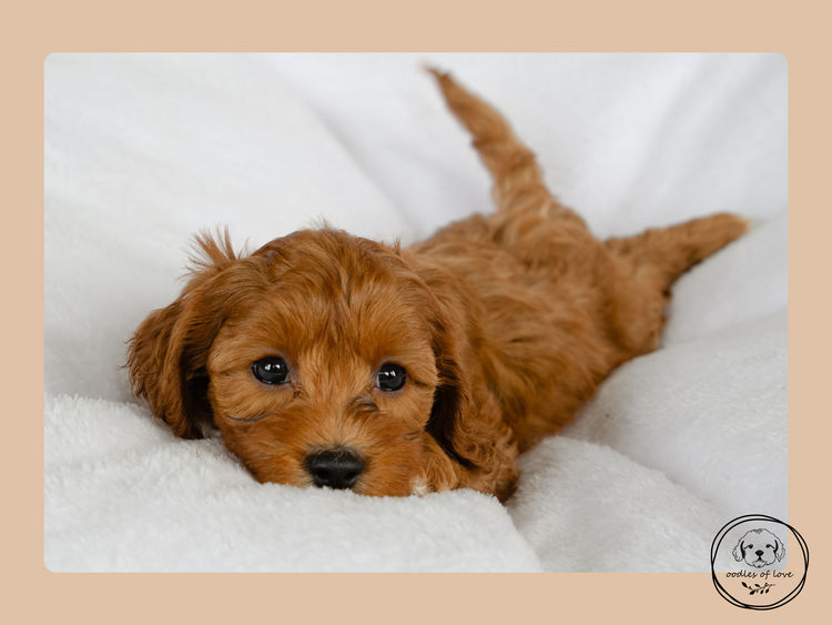 Oodles of Love - Cavoodles