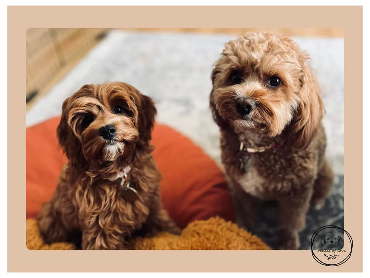 Oodles of Love - Cavoodles