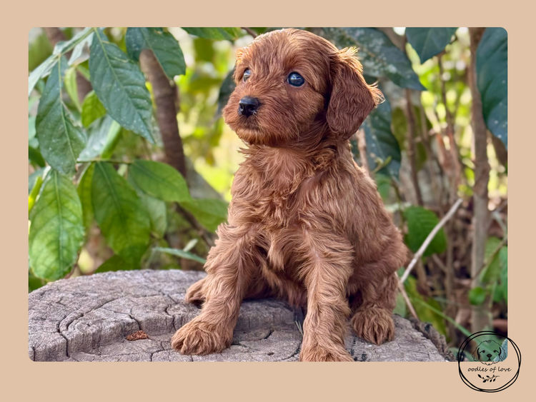 Oodles of Love - Cavoodles