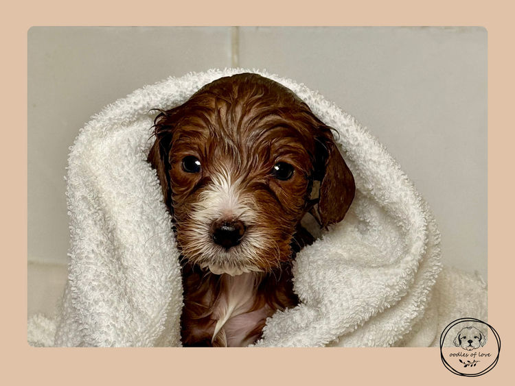 Oodles of Love - Cavoodles