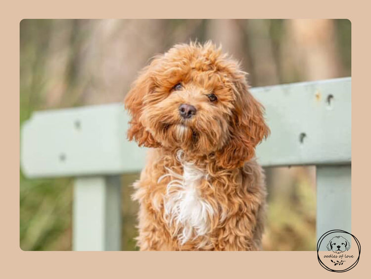 Oodles of Love - Cavoodles