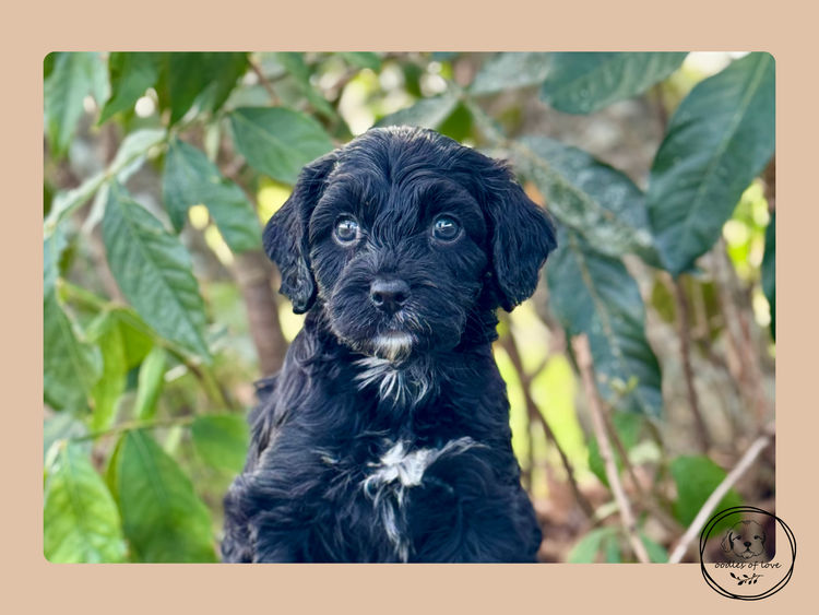 Oodles of Love - Cavoodles