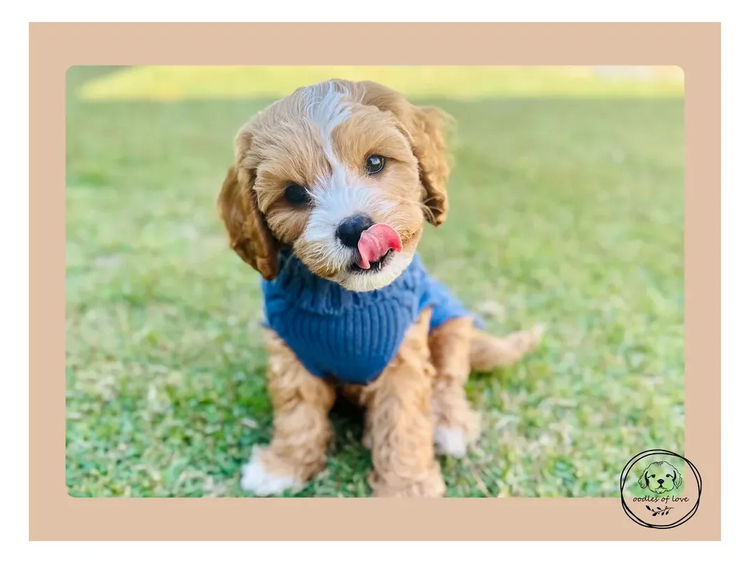 Oodles of Love - Cavoodles